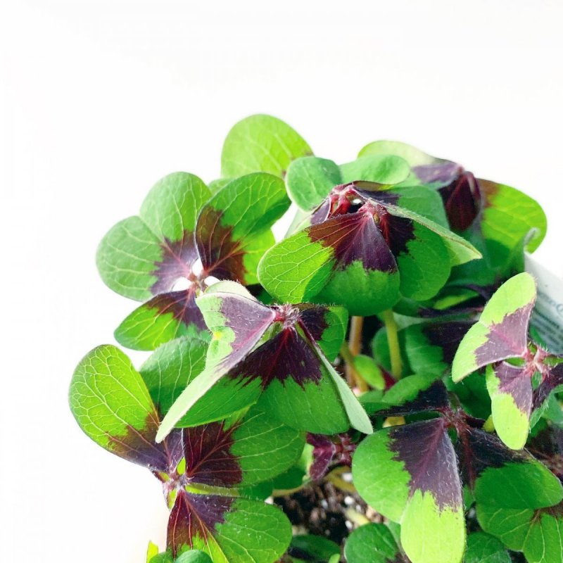 Кислица Ортгиса (Oxalis ortgiesii).