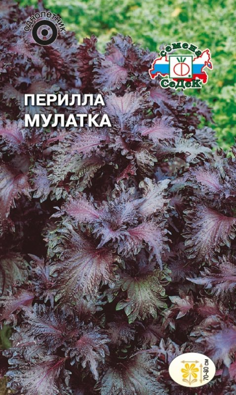 Колеус Cracklin Rosie