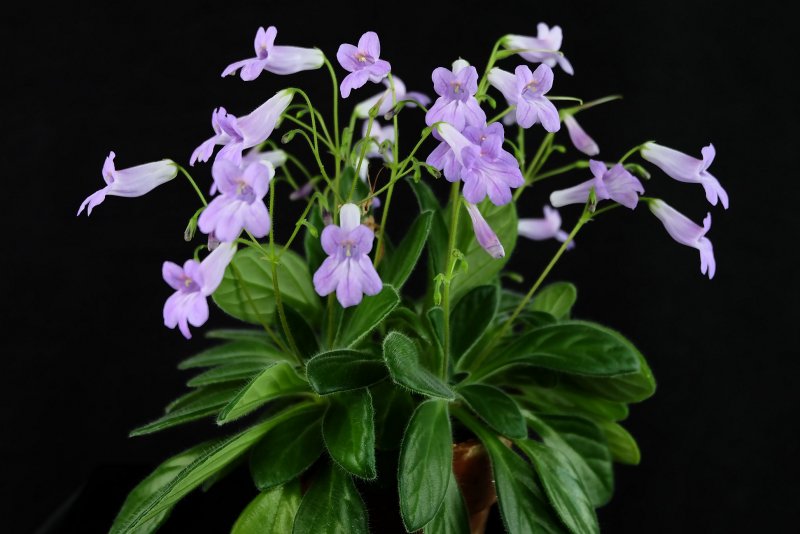 Примулина sinensis