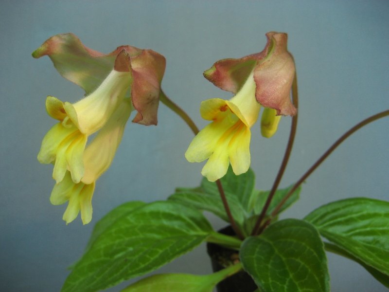 Примулина lutea