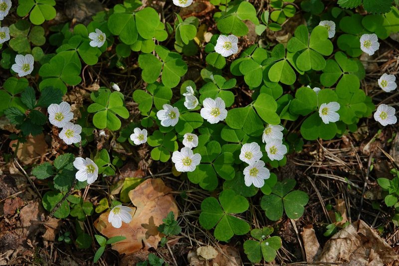 Кислица вулканическая Oxalis