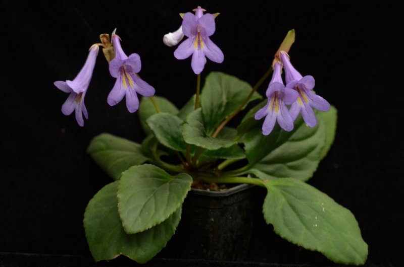 Хирита sinensis