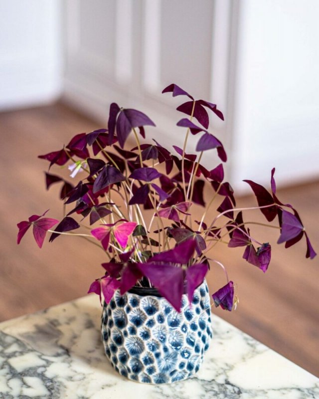 Оксалис purpurea
