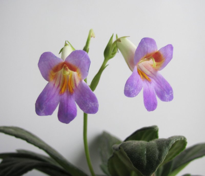 Хирита Atsuko