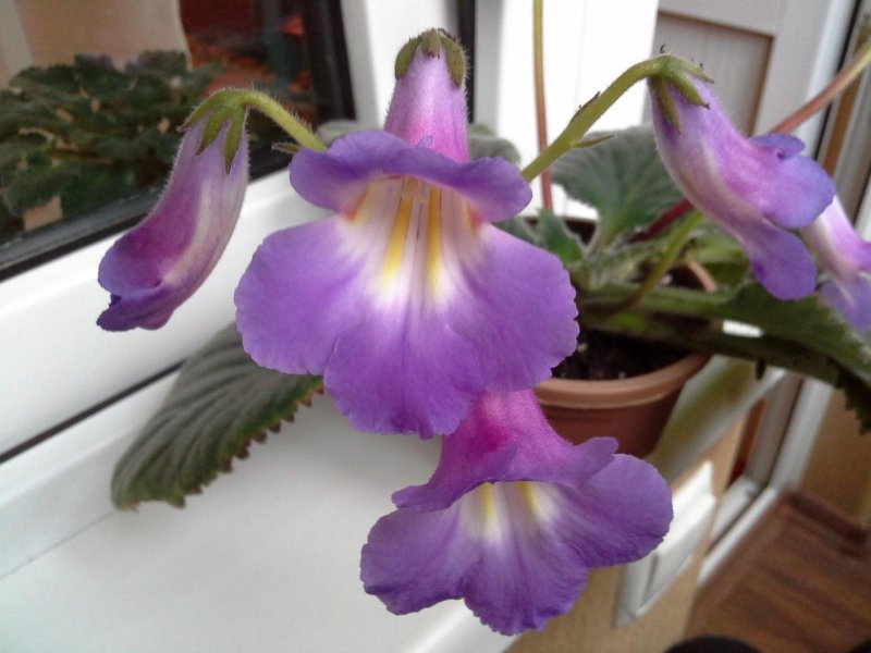 Хирита Atsuko