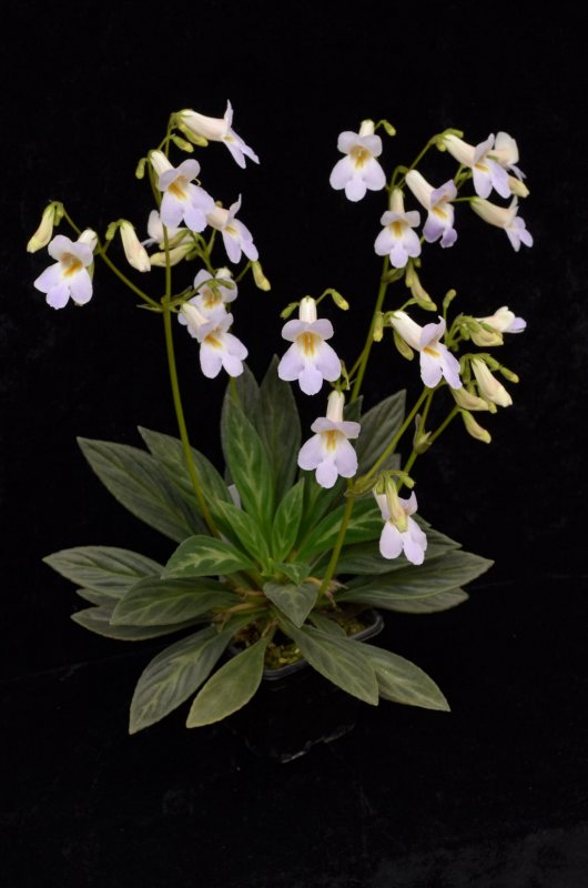 Примулина linearifolia