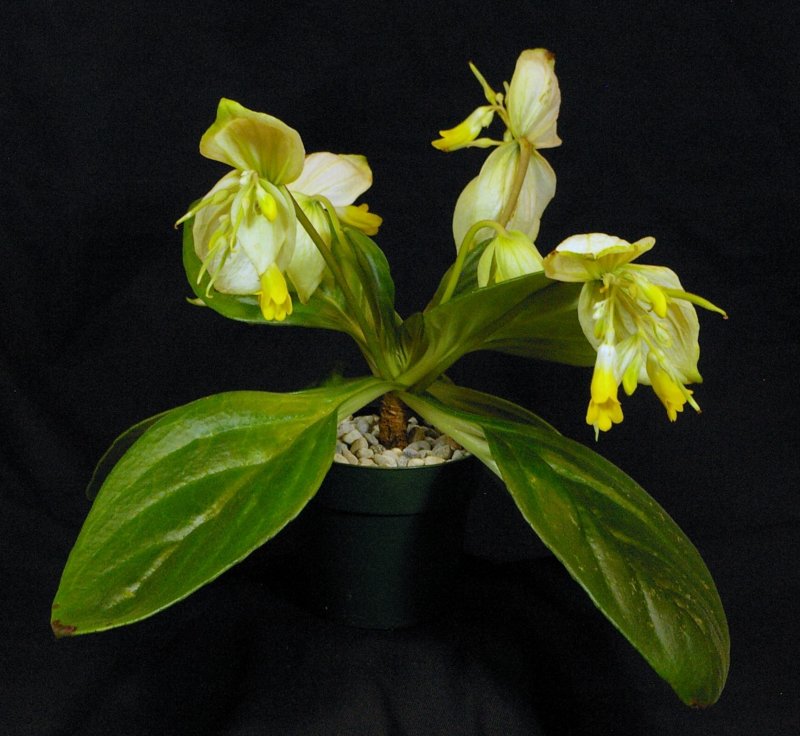 Хирита sinensis