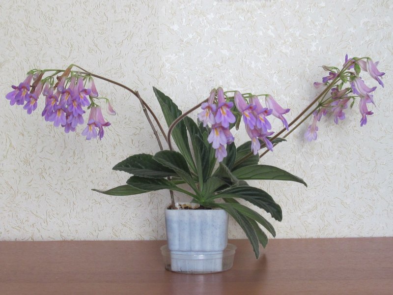 Примулина kazu