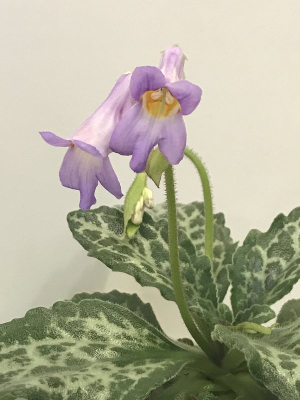 Хирита sinensis