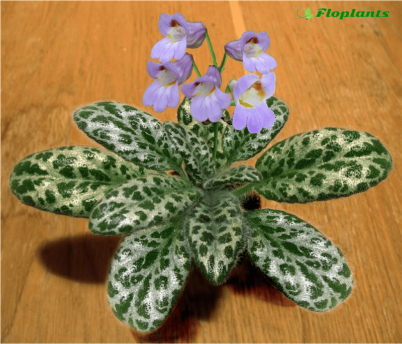Примулина sinensis