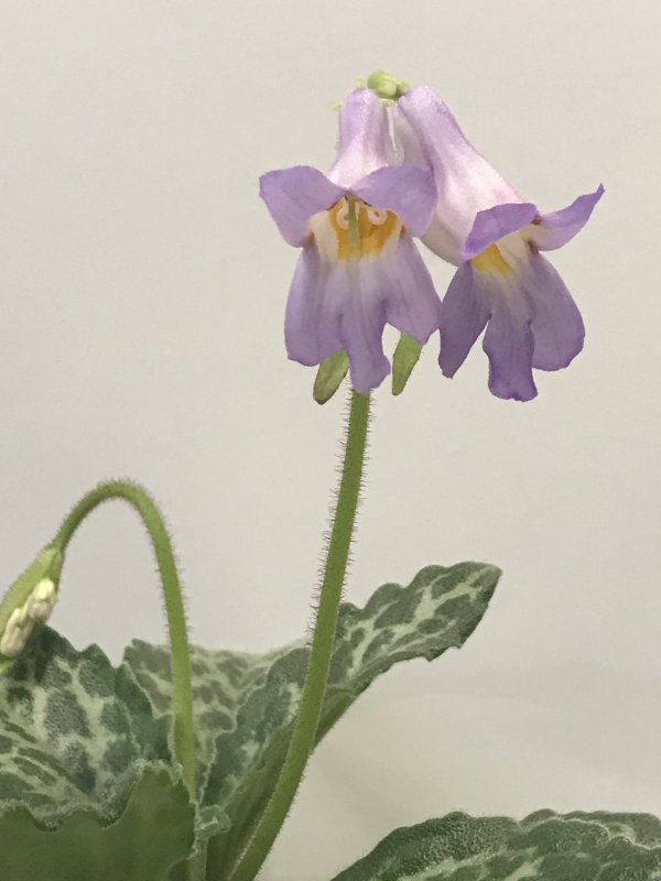 Хирита sinensis Hisako
