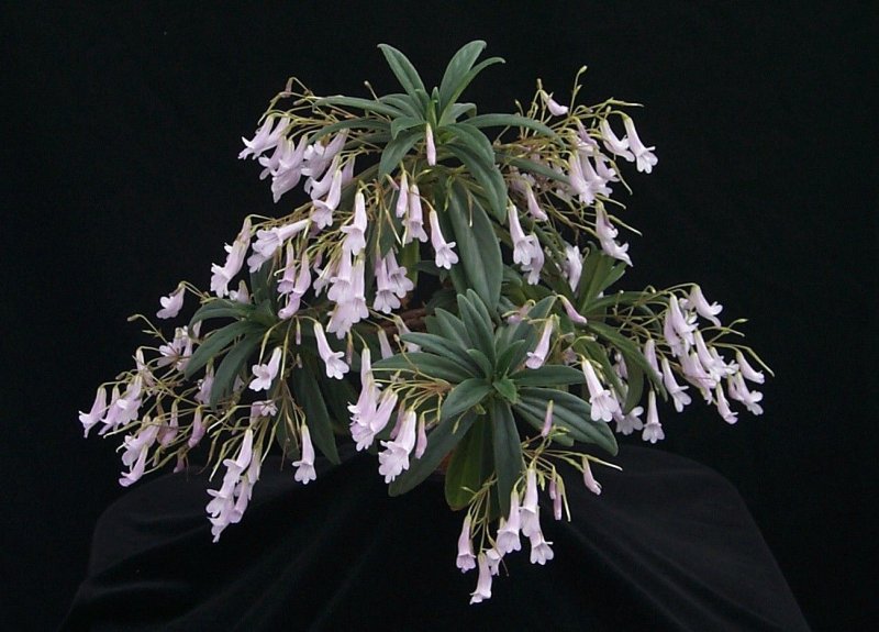 Примулина sinensis