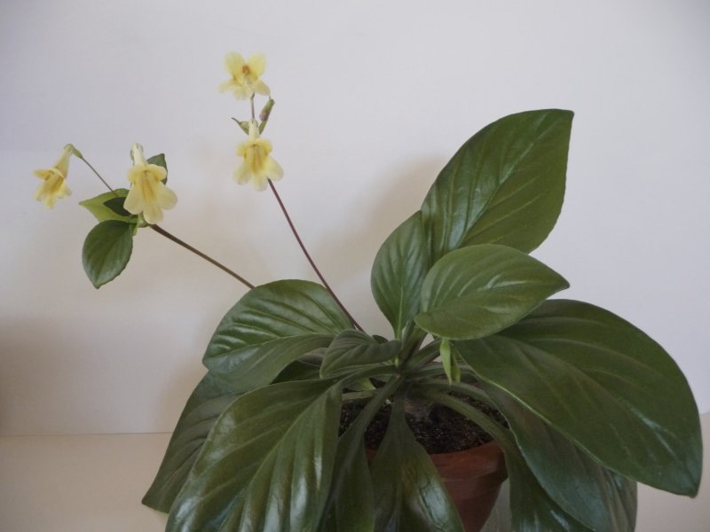 Примулина lutea