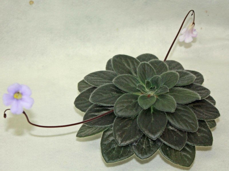 Примула хирита