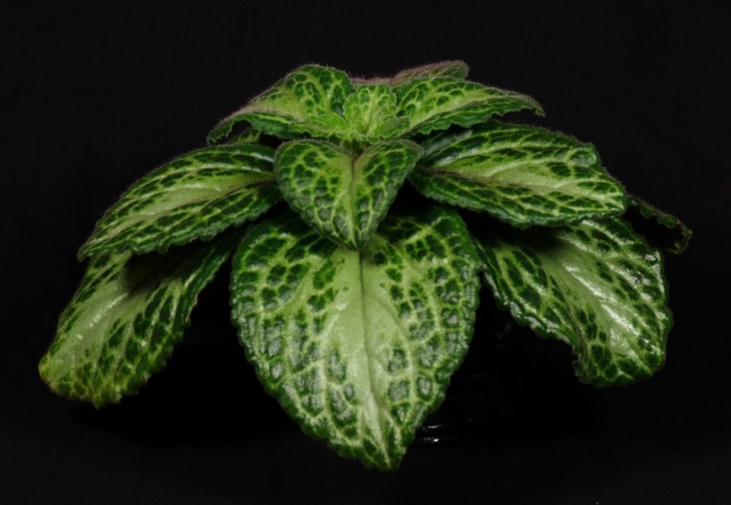Primulina Jade Moon