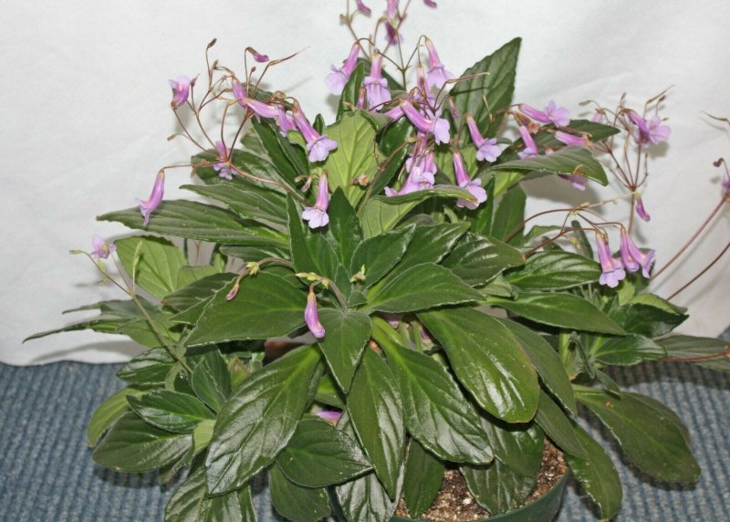 Angustifolia примулина