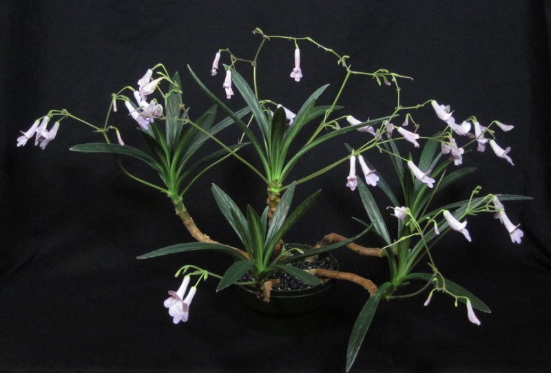 Примулина linearifolia