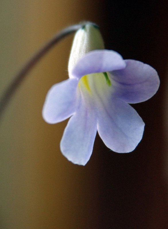 Примулина linearifolia