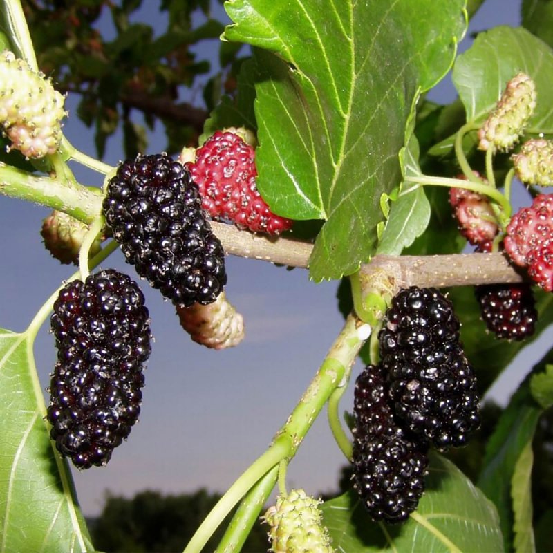 Morus macroura
