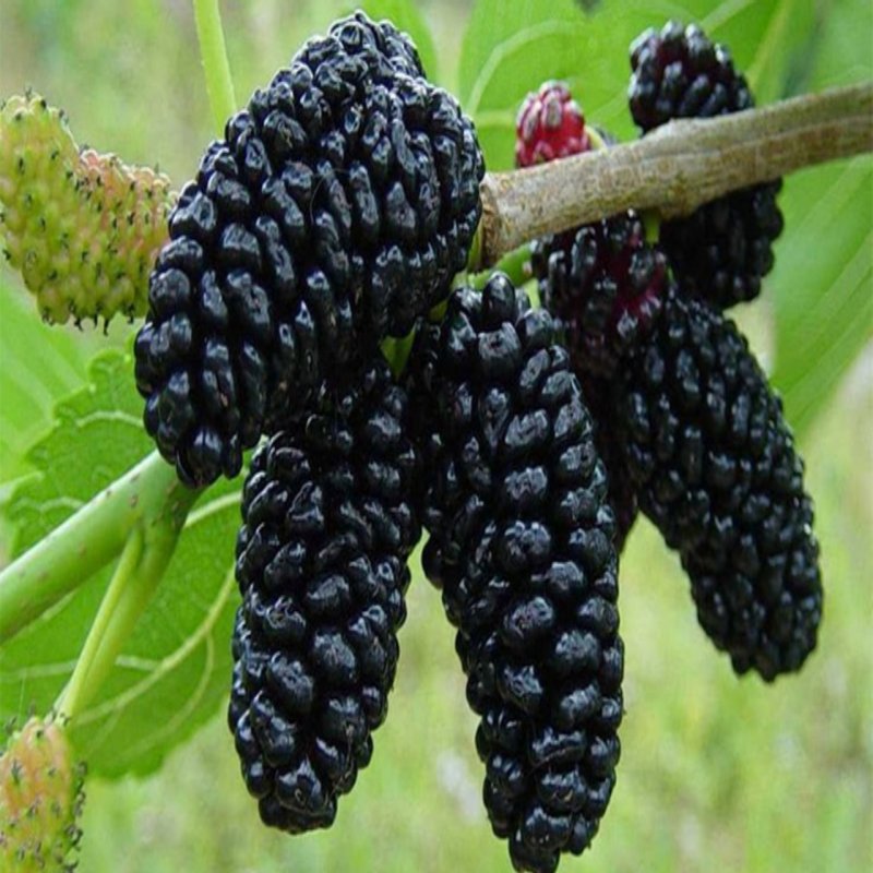 Шелковица белая Альба