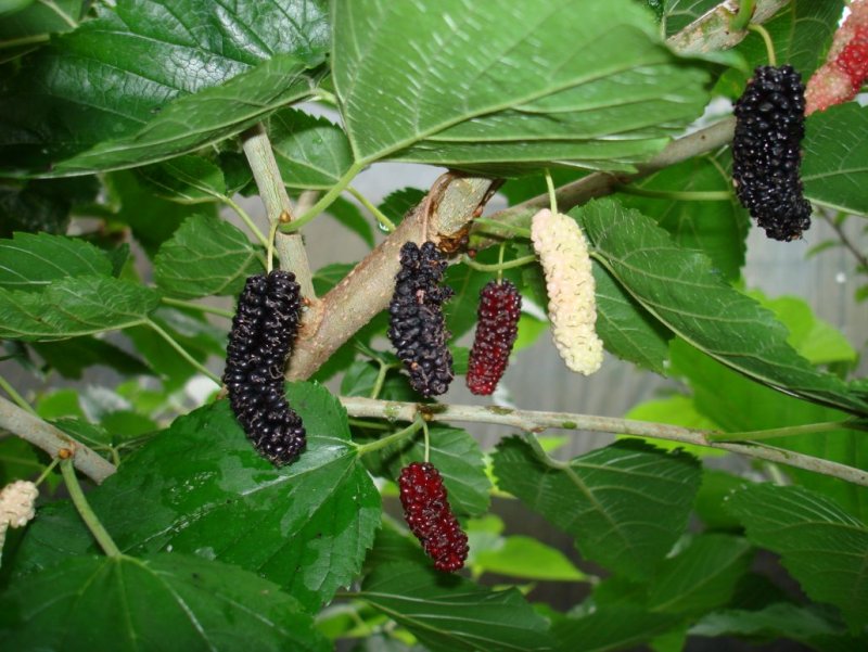 Шелковица Morus nigra