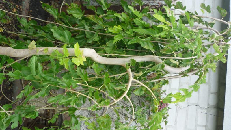 Salix matsudana tortuosa