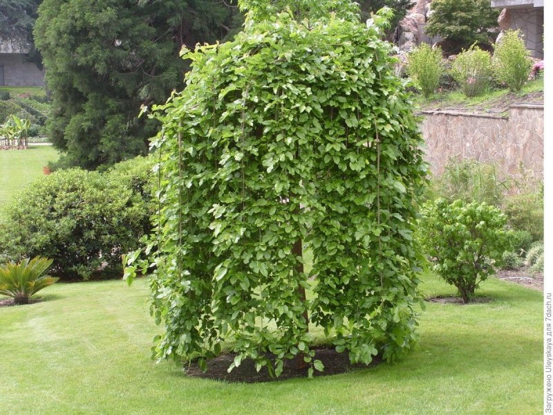 Ива Козья Kilmarnock (pendula)