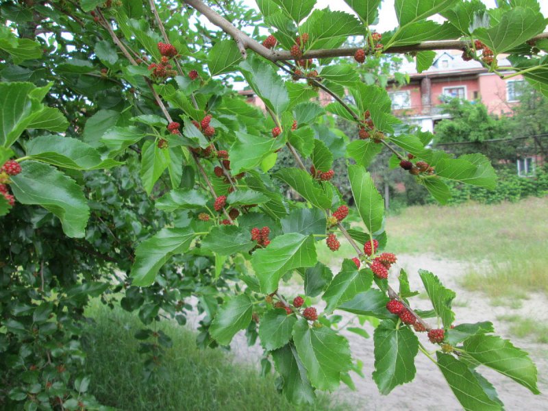 Шелковица белая Пендула