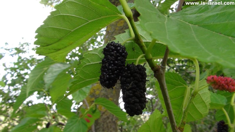 Carpinus betulus pendula