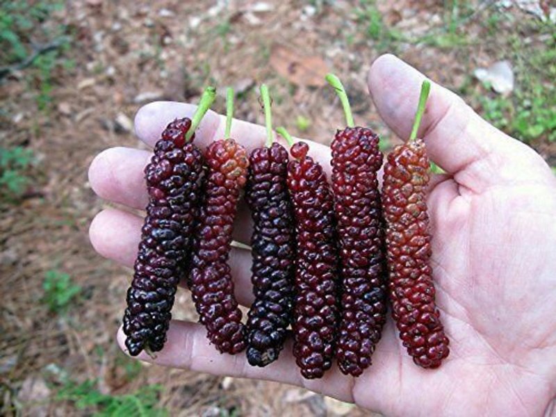 Шелковица черная (Morus nigra)