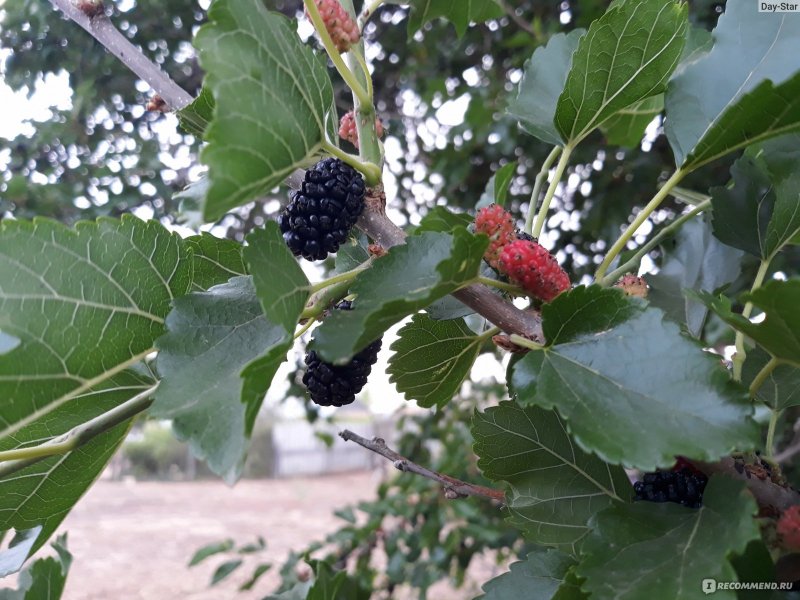 Шелковник тутовник