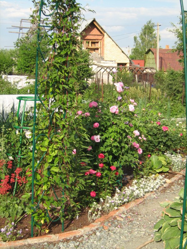Клематисы на арке