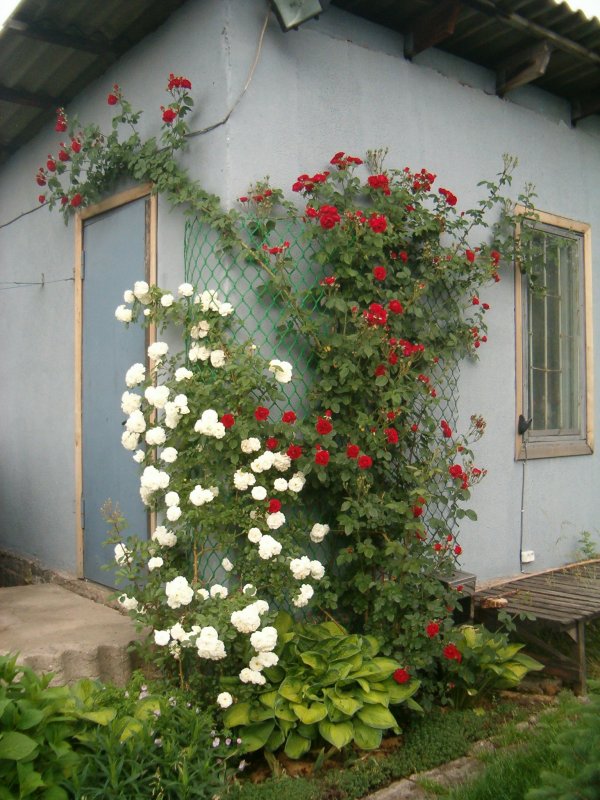Шпалерные розы