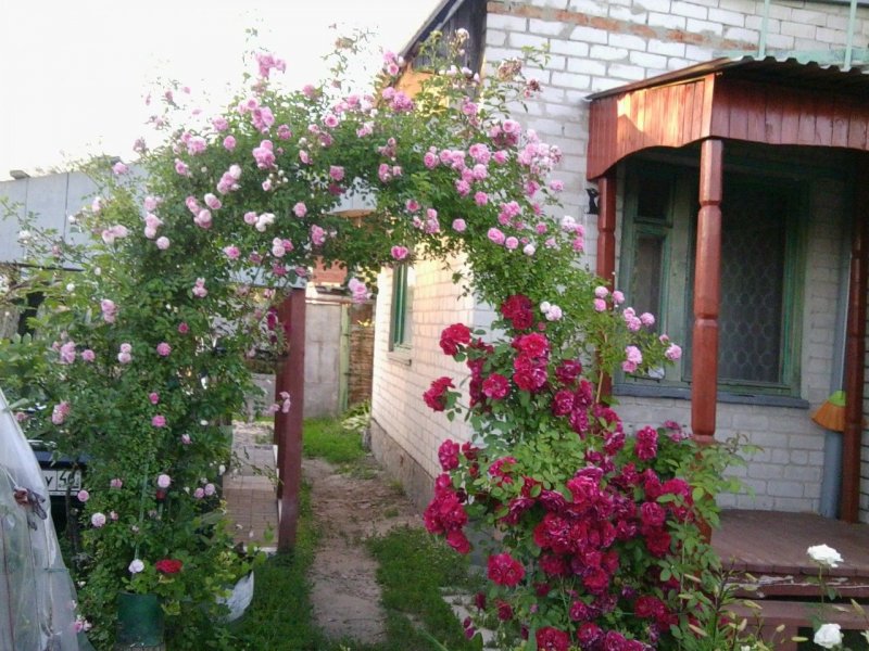 Плетистые розы на даче