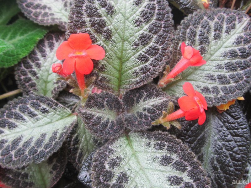 Эписция (Episcia) 'Thad's Cheetah'
