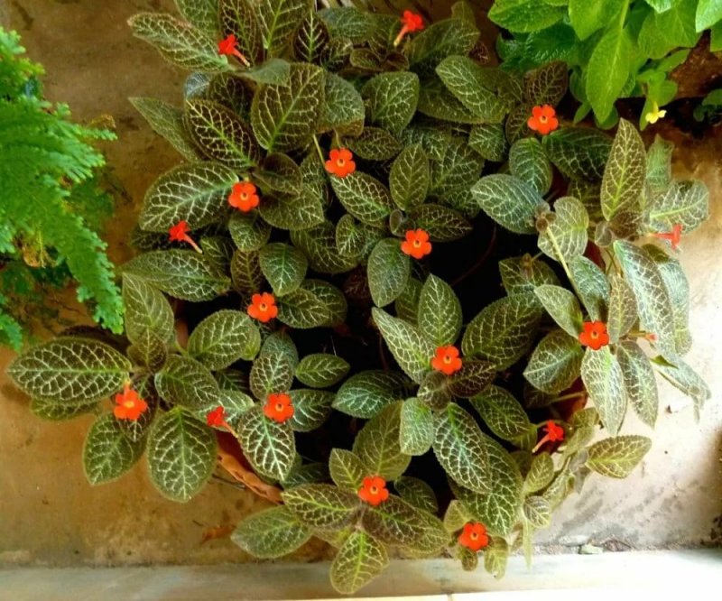 Эписция ползучая (Episcia reptans)