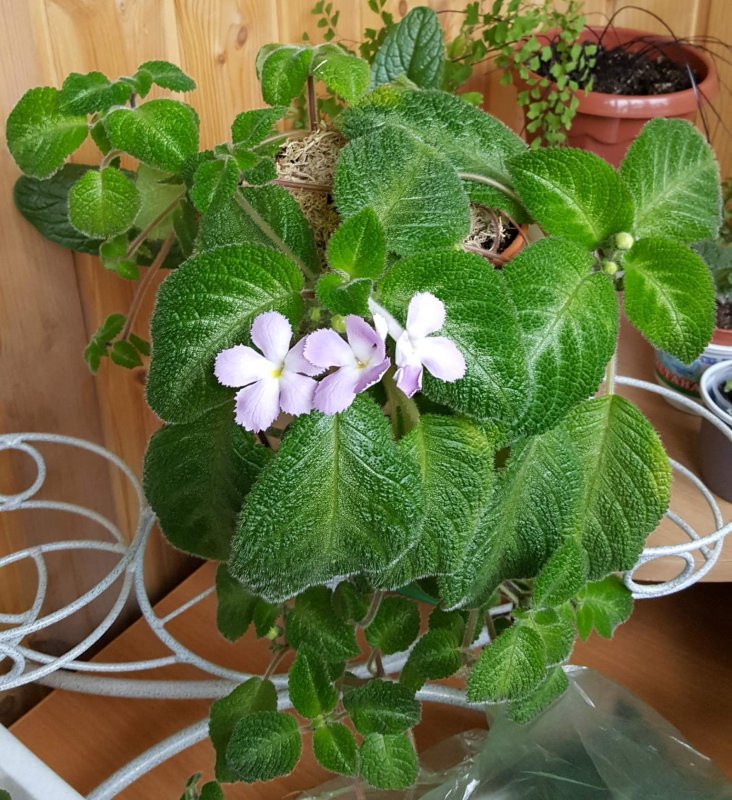 Эписция lilacina viridis