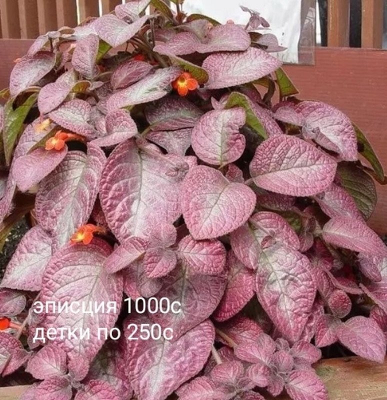 Эписция ползучая (Episcia reptans)