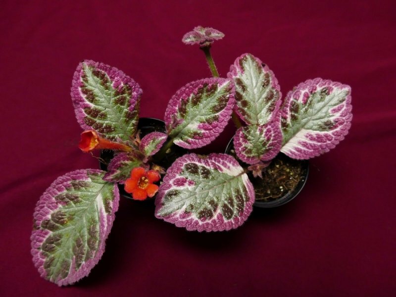 Эписция Aloha Mauna loa