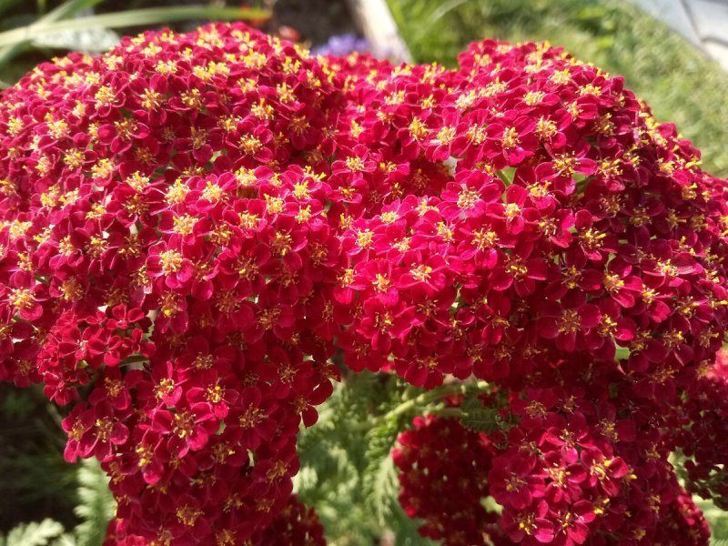 Тысячелистник Achillea "Red Velvet"
