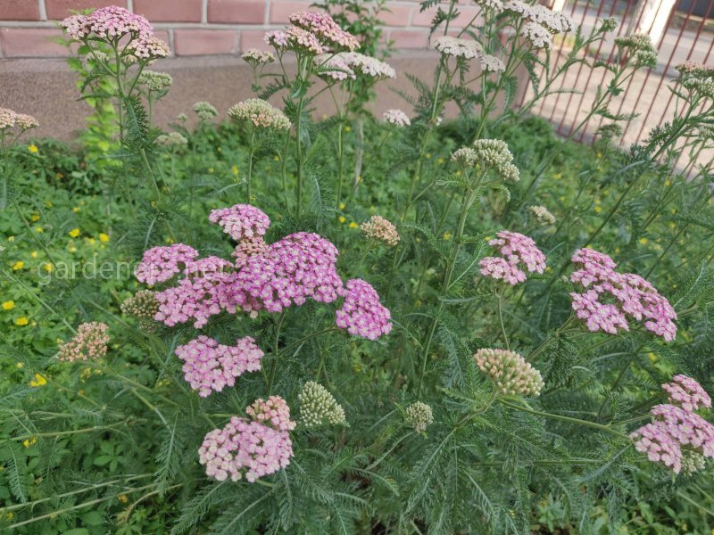 Тысячелистник щетинистый — Achillea setacea