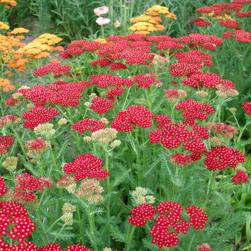 Очиток Видный (Sedum spectabile `Brilliant`)