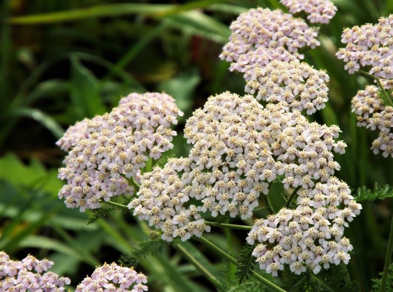Тысячелистник Achillea paprika