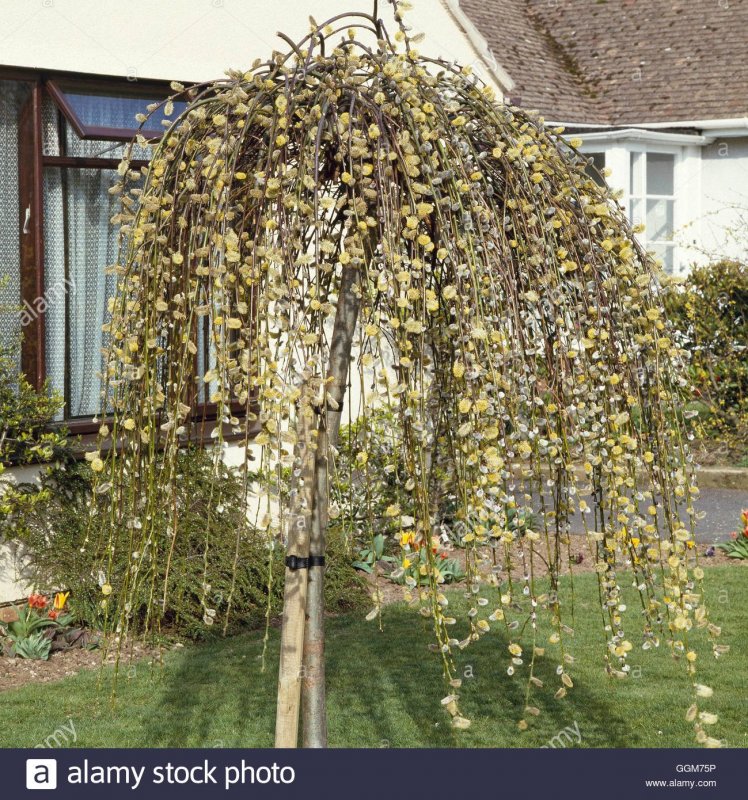Ива caprea pendula