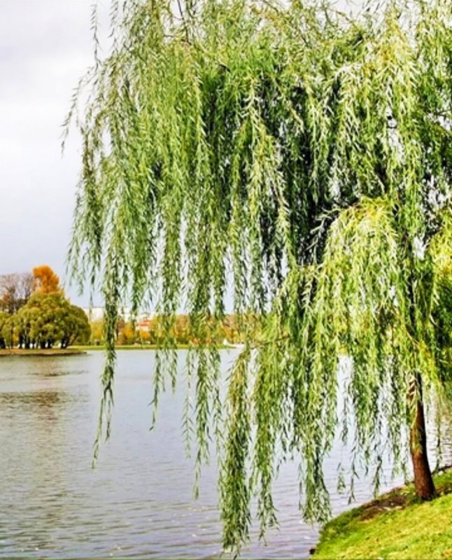 Верба плакучая