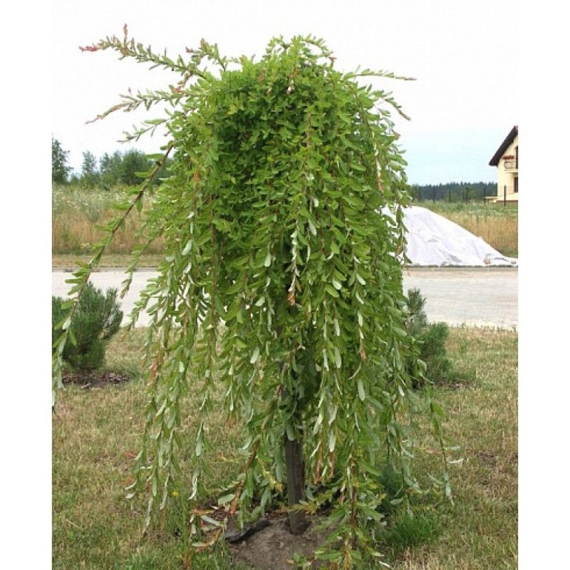 Ясень Плакучий