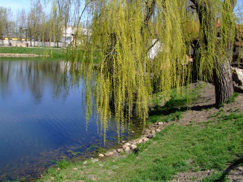 Ива ветла
