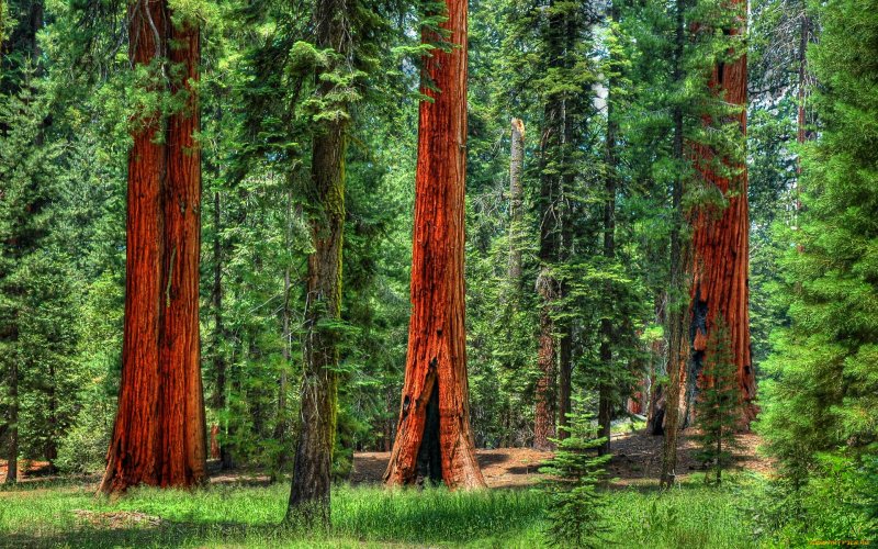 Секвойя вечнозелёная Sequoia sempervirens