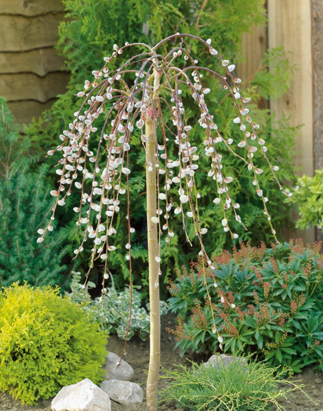Ива Вавилонская (Salix babylonica)