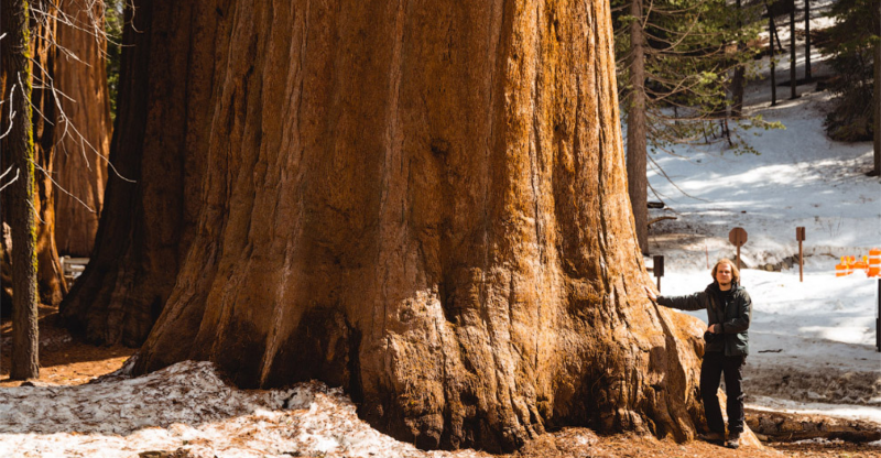 Национальный парк Yosemite; парк Секвойя